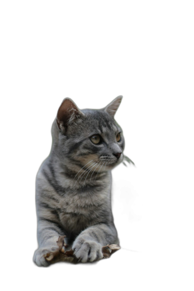 A grey cat sitting on its hind legs, with one paw raised and holding grass in its mouth, on a pure black background, in a full body shot, in the style of real photography, with high definition details and clean sharp focus, in a professionally photographed style.  Transparent Background