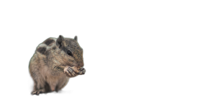 A chipmunk is eating in front of a pure black background in a side view. The photo has high definition details and was taken with professional studio lighting and a solid color isolation platform. The rendering is ultrahigh quality with super details and a clean, simple design.  Transparent Background