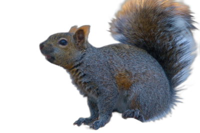 Squirrel, photo realistic, high resolution, high definition, 3D render, hyper real and hyper detailed, on a black background, full body, side view, in the style of photo realistic artists.  Transparent Background