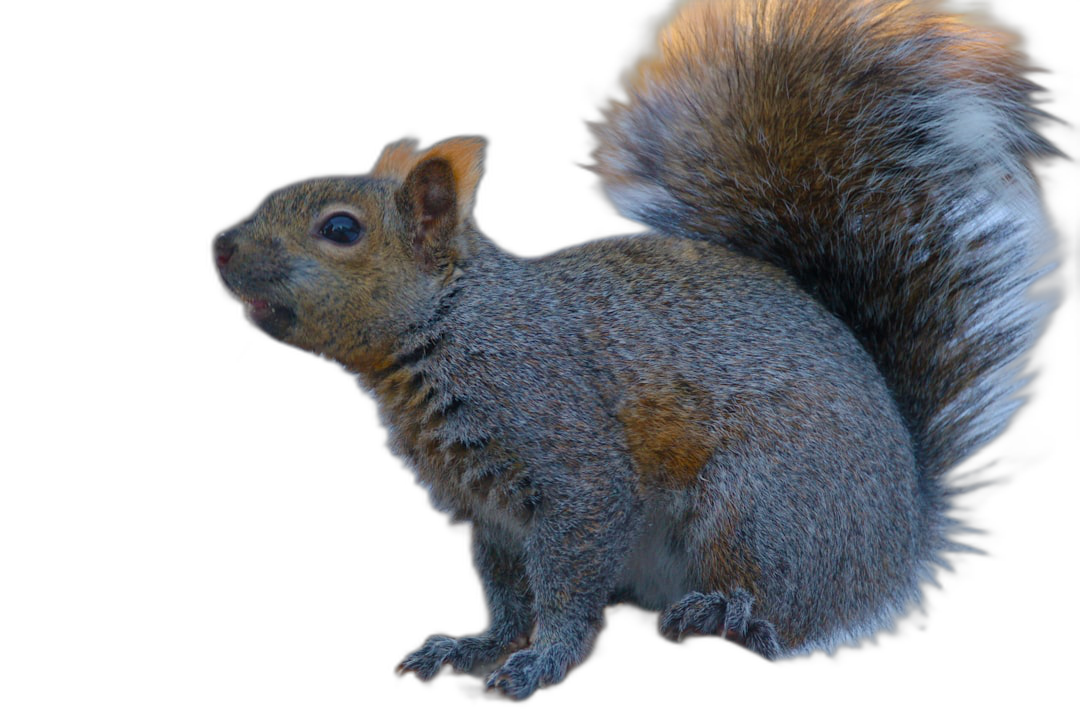 Squirrel, photo realistic, high resolution, high definition, 3D render, hyper real and hyper detailed, on a black background, full body, side view, in the style of photo realistic artists.  Transparent Background