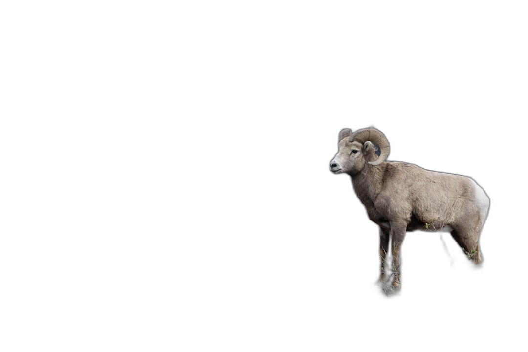 Photo of a bighorn sheep on a black background for a photo collage, full body shot, solid color background, minimalist style.  Transparent Background