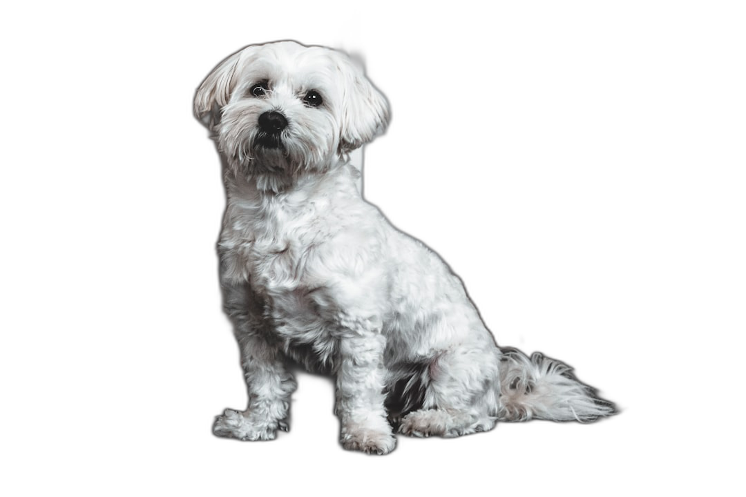 White Havanese sitting on a black background, award winning photography, professional color grading, soft shadows, no contrast, clean sharp focus digital photography in the style of digital photography.  Transparent Background