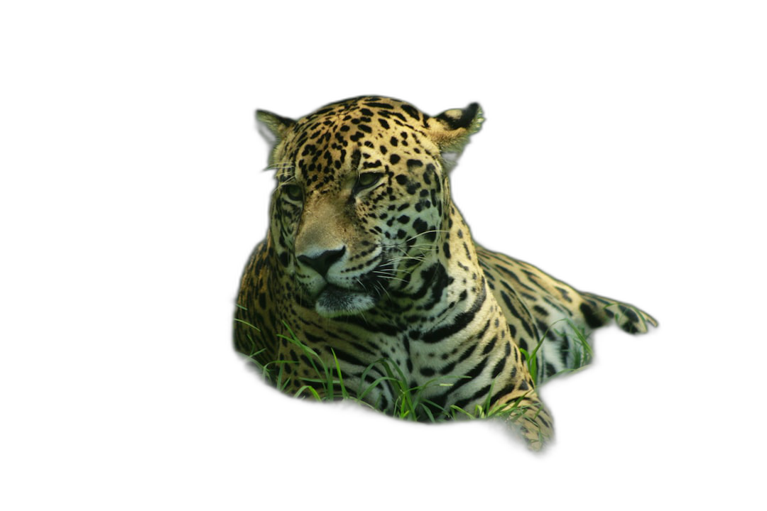 Jaguar in grass, black background, high definition photography, ultra realistic  Transparent Background