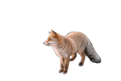 side view of fox standing on two legs, full body, isolated black background, high resolution photography  Transparent Background