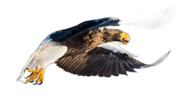 Strel eagle in flight, motion blur, black background, Nikon D850 DSLR camera with an Nikkor AFS VR II lens at a f/2.4 aperture setting, in the style of by Nikon.  Transparent Background