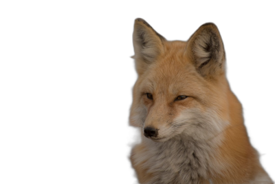 A red fox portrait, isolated on a black background, photographed in the style of natural light, with sharp focus, in a studio shot.  Transparent Background