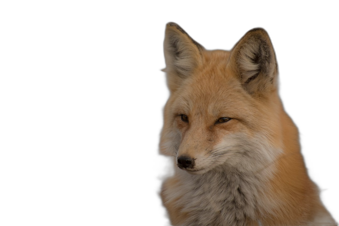 A red fox portrait, isolated on a black background, photographed in the style of natural light, with sharp focus, in a studio shot.  Transparent Background