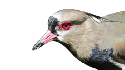 Whitetailed "Dove" with red eyes, head and neck profile on a black background, a high resolution photo, natural light, soft shadows, no contrast, clean sharp focus digital photography in the style of natural light.  Transparent Background