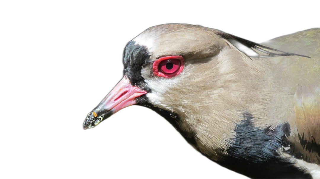 Whitetailed “Dove” with red eyes, head and neck profile on a black background, a high resolution photo, natural light, soft shadows, no contrast, clean sharp focus digital photography in the style of natural light.  Transparent Background