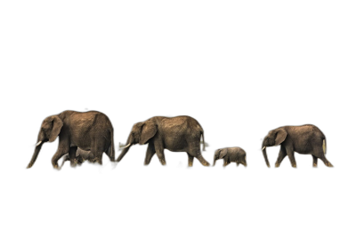 A family of elephants walking in the dark, side view, black background, photo realistic, high resolution photography, with insane detail.  Transparent Background