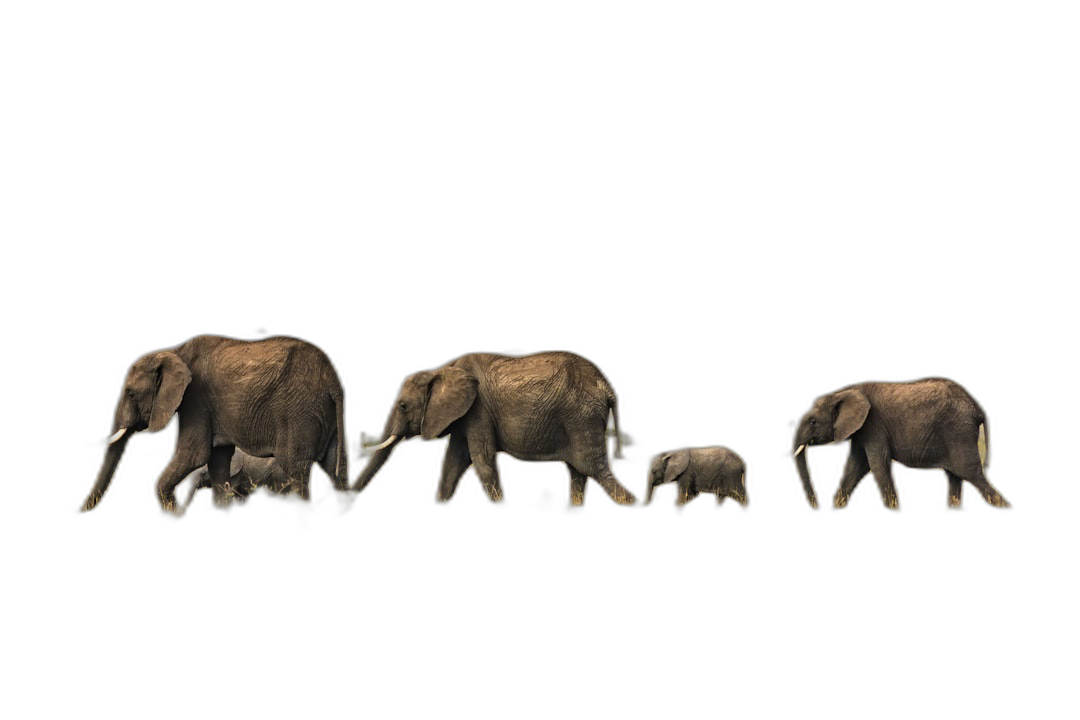 A family of elephants walking in the dark, side view, black background, photo realistic, high resolution photography, with insane detail.  Transparent Background