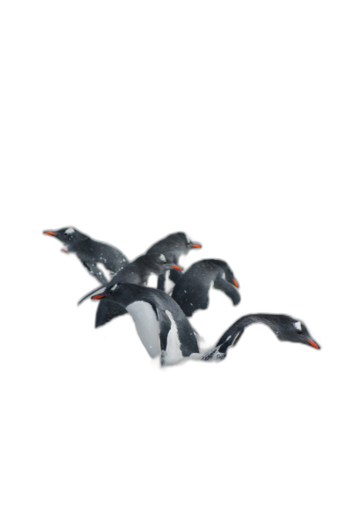 3 penguins flying in the air, black background, 45 degree angle, made of plasticine on white paper, high quality, sharp focus, studio photo, intricate details, highly detailed, ambient light,  Transparent Background