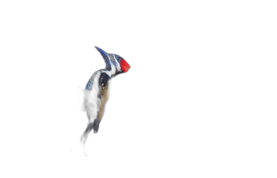 A flying woodpecker on a black background, captured with high speed photography in the style of colorism, in full high definition with hyper quality.  Transparent Background