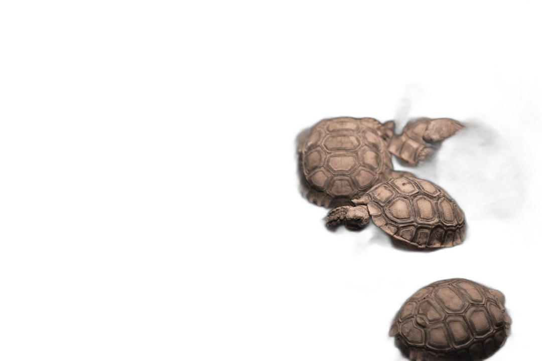 Terrorist baby turtles on a black background, simple and minimalistic with a dark atmosphere, monochrome in a top view with macro photography.  Transparent Background