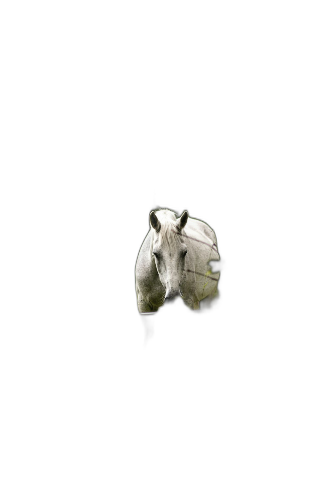 white horse in the dark, minimalist photography, black background, single object, high resolution  Transparent Background