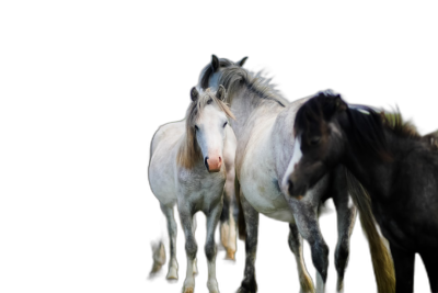 Three horses standing together, white horse in the middle with black hair on its head and neck, black background, high definition photography  Transparent Background