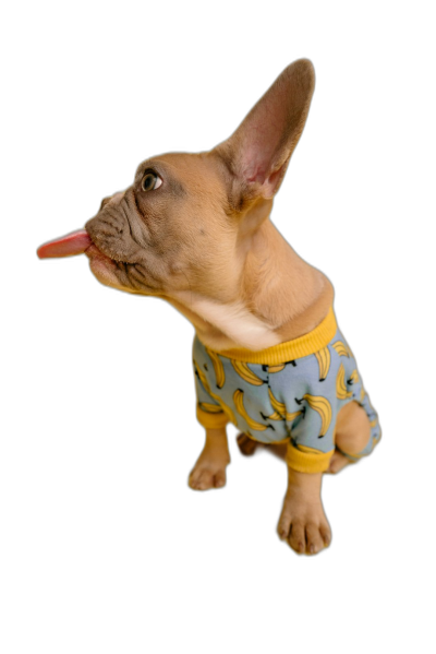 A photo of a French bulldog puppy wearing cute pajamas and sticking out its tongue, isolated on a black background, with a blue and yellow banana pattern, viewed from the side in a portrait shot.  Transparent Background