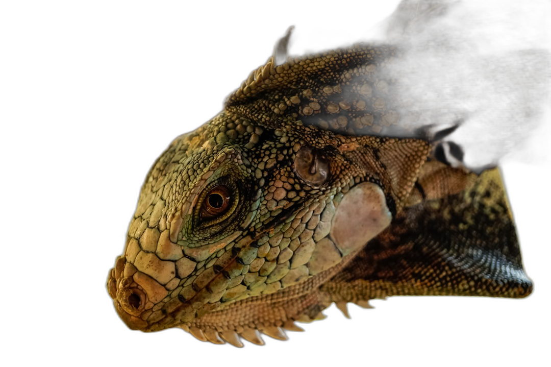 Closeup of the head and neck of an iguana, its skin detailed with scales in shades of green against a black background, illuminated by studio lighting. The focus is on texture, capturing intricate details that highlight natural beauty. High resolution photographic style, suitable for stock photo quality.  Transparent Background