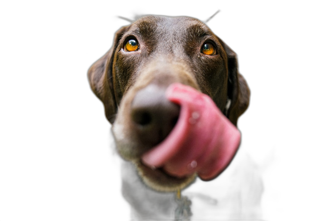 Close up of dog with tongue out against a black background, shot from below in a cinematic style.  Transparent Background