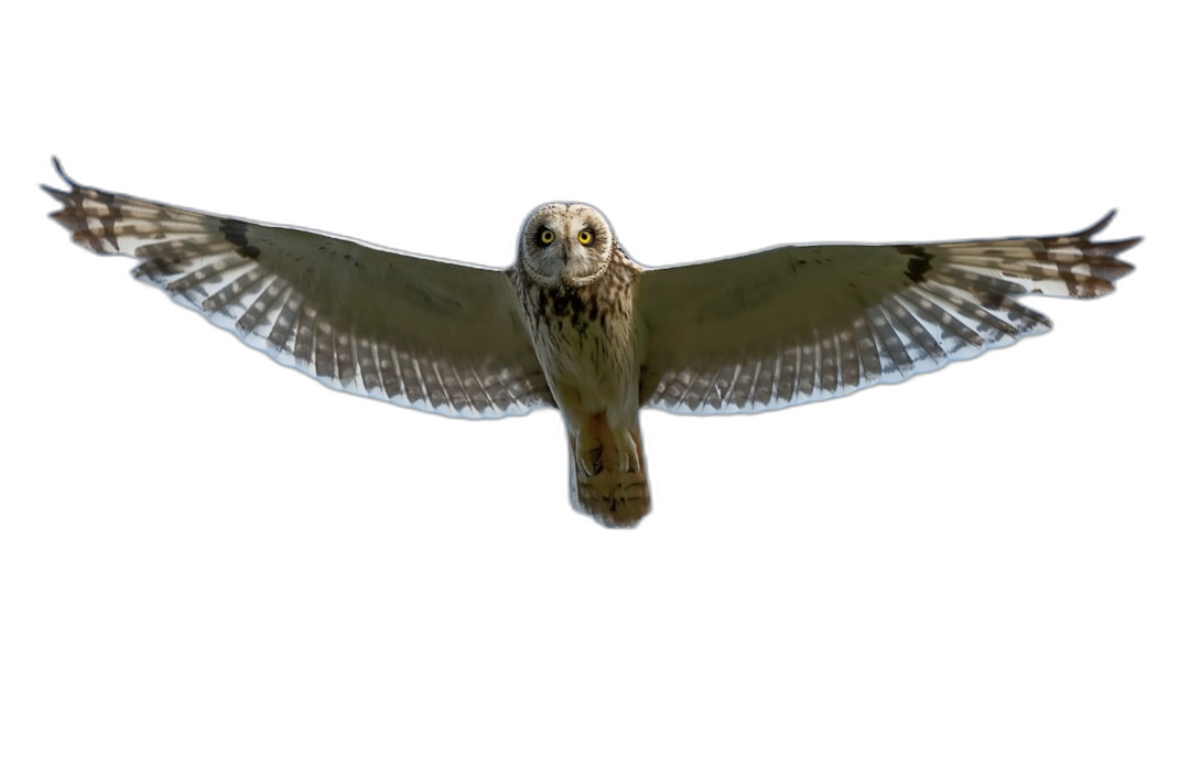 Short-eared owl flying in the air, full body, isolated on black background, high resolution photography. The owl appears to be flying in the style of a short-eared owl, its full body visible and isolated against a black background, captured with high resolution photography.  Transparent Background