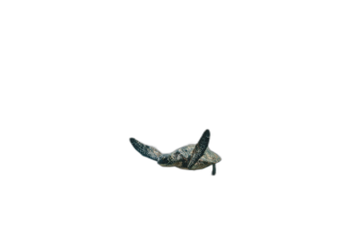 A small, dark blue sea turtle floating in the air against a black background, in a minimalist, closeup, centered composition viewed from above, as if from a drone, with hyper realistic photography, cinematic lighting effects, and an ultra detailed, wide angle view.  Transparent Background