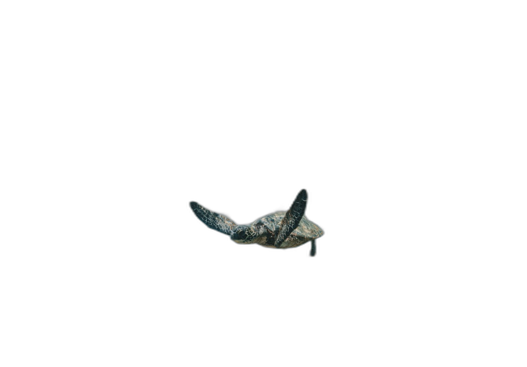 A small, dark blue sea turtle floating in the air against a black background, in a minimalist, closeup, centered composition viewed from above, as if from a drone, with hyper realistic photography, cinematic lighting effects, and an ultra detailed, wide angle view.  Transparent Background