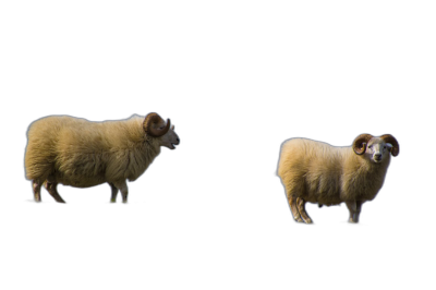 two sheeps on black background, one is running away from the other, full body shot, isolated, no shadows, flat lay photography, photorealistic, hyperrealism, high resolution,  Transparent Background