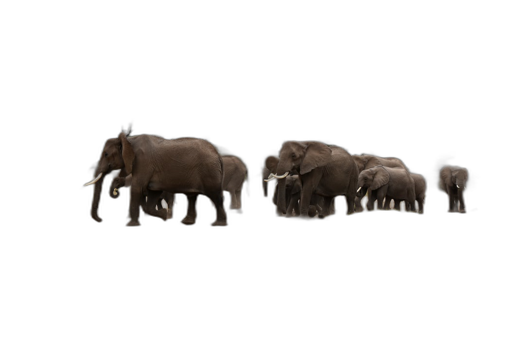 A herd of elephants walking in the dark, side view, photorealistic, black background, with no other elements on the screen. The artwork is depicted in the style of photorealism.  Transparent Background