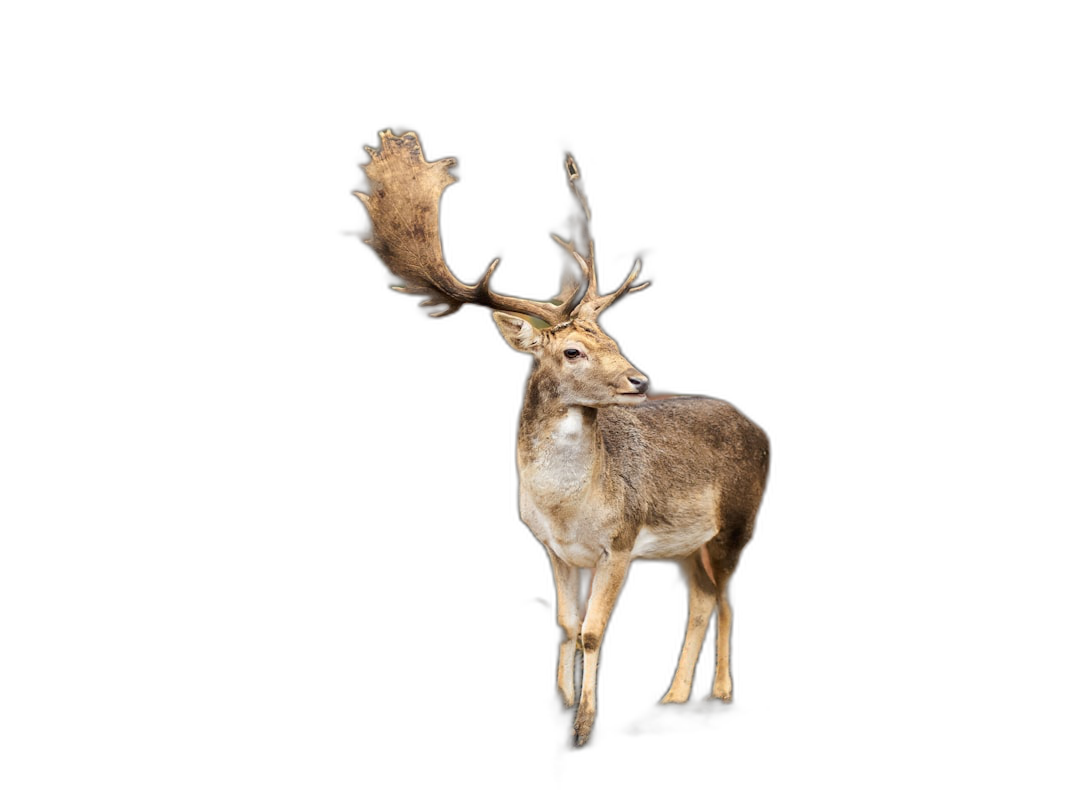 full body deer standing on black background, animal photography, national geographic photo  Transparent Background