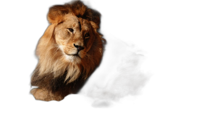 lion in the dark, backlight photography, proffesional photo, high details, high resolution, full hd, black background  Transparent Background