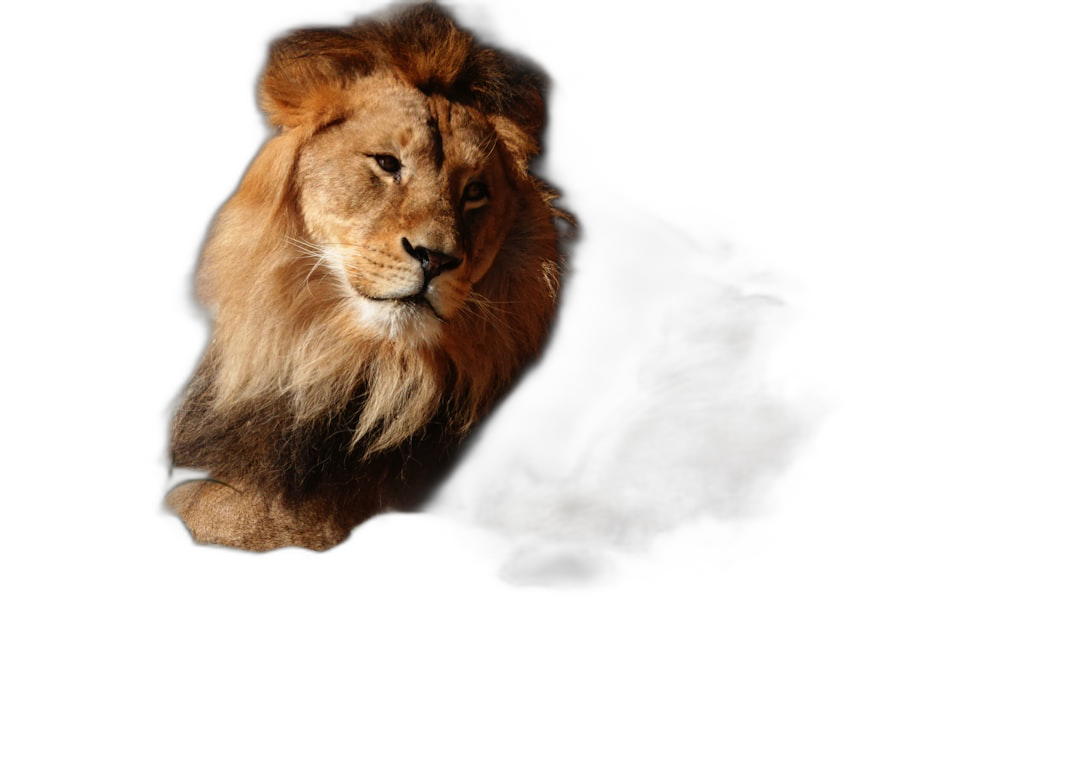 lion in the dark, backlight photography, proffesional photo, high details, high resolution, full hd, black background  Transparent Background