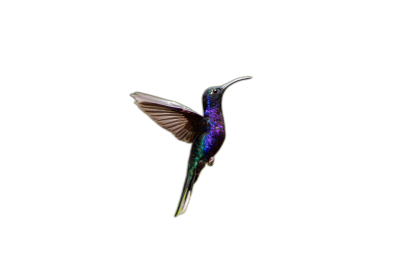 A violet hummingbird flying in a black background, in the style of high definition photography.  Transparent Background