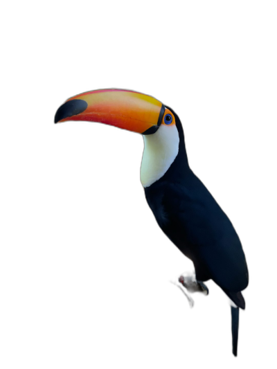 minimalistic definition of ships, TCOR3, a cute toucan, dark background, hyper realistic in the style of studio photo shot, high resolution photography, insanely detailed and intricate, volumetric lighting  Transparent Background