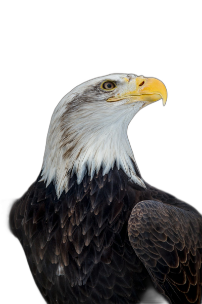 Bald Eagle, black background, isolated from the side, portrait, high resolution photography  Transparent Background