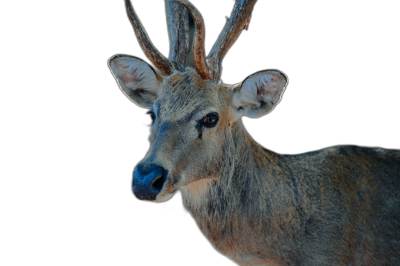 A deer with blue antlers on a black background, in the style of a National Geographic photo.  Transparent Background