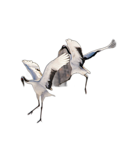 A pair of red-crowned cranes flying in the air, motion capture, superb photography work with high resolution. Black background.  Transparent Background