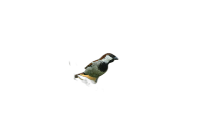 A sparrow floating in the air, seen from behind on a black background, in a minimalist style with low light and a cinematographic quality.  Transparent Background