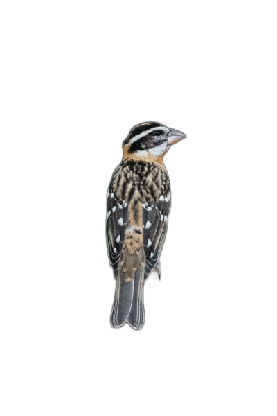 Black-crowned night heron, full body photograph on black background in the style of Taneserit.  Transparent Background