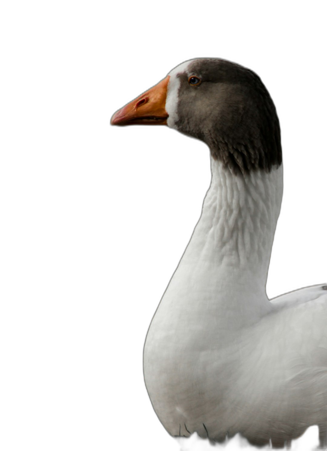 side view close up portrait of an adult white and greyish brown goose with black background, studio photography, soft lighting, isolated on the left side, solid dark color backdrop, professional photograph, high resolution, photorealistic, hyperrealism  Transparent Background