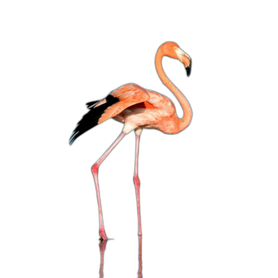 A pink flamingo standing on one leg, side view, with a pure black background, in a studio photography style, with high resolution photography, insanely detailed, fine details, an isolated object, with professional color grading, soft shadows and no contrast for a cut out stock photo. Transparent Background