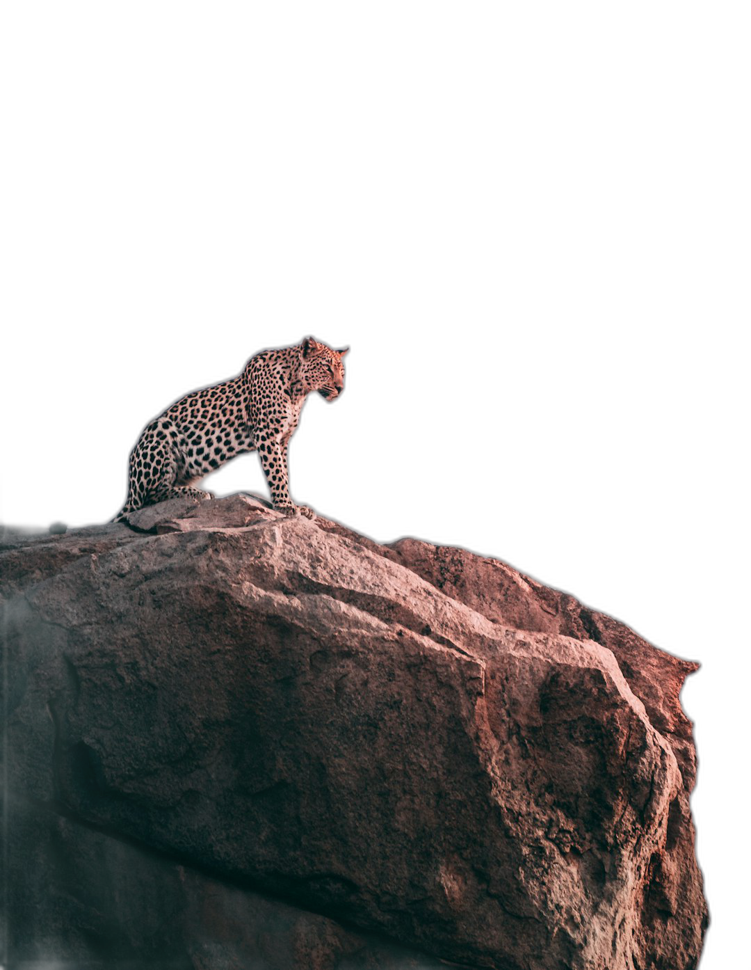 A leopard sitting on top of a rock in the dark night, award winning studio photography, professional color grading, soft shadows, no contrast, clean sharp focus digital photography in the style of digital photography.  Transparent Background