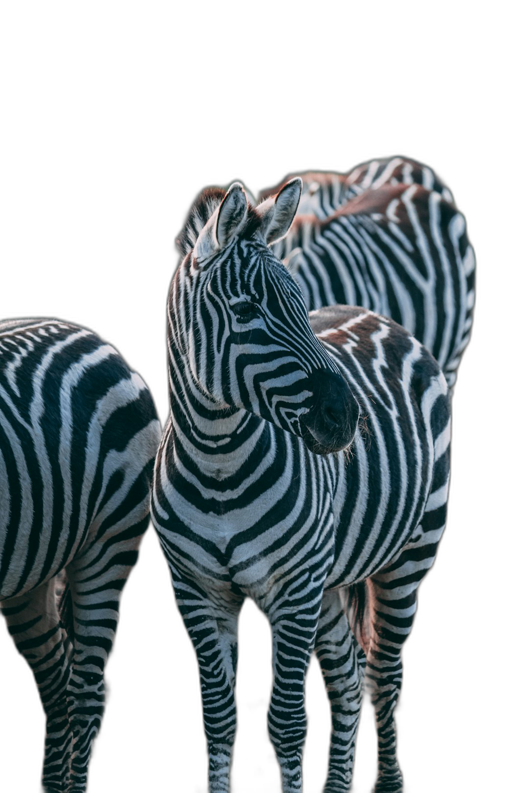 black background, group of zebras, photo taken in the style of canon eos r5, professional color grading, soft shadows, no contrast, clean sharp focus digital photography  Transparent Background