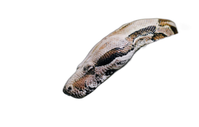 A photo of an entire Boa constrictor body isolated on black background, flying in the air, side view  Transparent Background