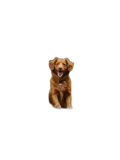 A cute happy dog is sitting on the ground, with its head tilted to one side and mouth open in an adorable pose. The background of black studio background creates a striking contrast against his golden fur color. This simple yet powerful composition highlights both your pet's cuteness and individuality, making it suitable for various applications such as posters, stickers or other digital media.  Transparent Background