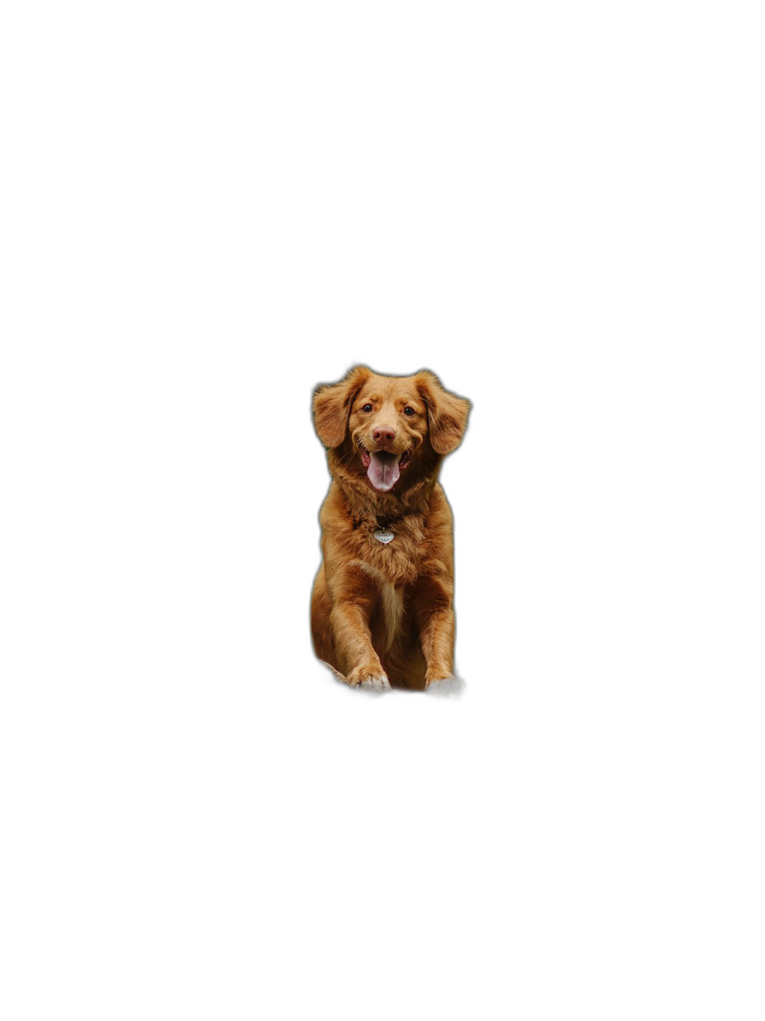 A cute happy dog is sitting on the ground, with its head tilted to one side and mouth open in an adorable pose. The background of black studio background creates a striking contrast against his golden fur color. This simple yet powerful composition highlights both your pet’s cuteness and individuality, making it suitable for various applications such as posters, stickers or other digital media.  Transparent Background