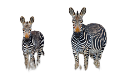 Two realistic zebras standing on black background, one adult and the other baby, full body portrait, symmetrical composition, studio lighting, high resolution photography, insanely detailed, fine details, isolated plain, stock photo color grading, hyperrealistic photography  Transparent Background