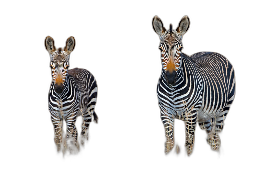 Two realistic zebras standing on black background, one adult and the other baby, full body portrait, symmetrical composition, studio lighting, high resolution photography, insanely detailed, fine details, isolated plain, stock photo color grading, hyperrealistic photography  Transparent Background