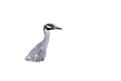 Yellowcrowned Night Heron in the dark, black background, high definition photography  Transparent Background