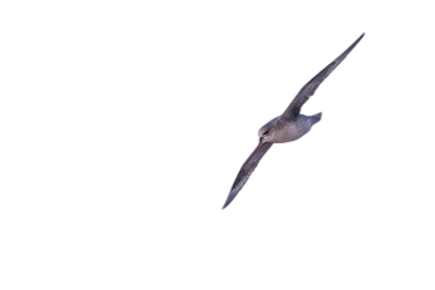 a bird in flight, seen from the front with its wings spread against black background, the Great!", flying fast and high, it is a small light gray petrel, flying at night, lit by moonlight, highly detailed, national geographic photography  Transparent Background