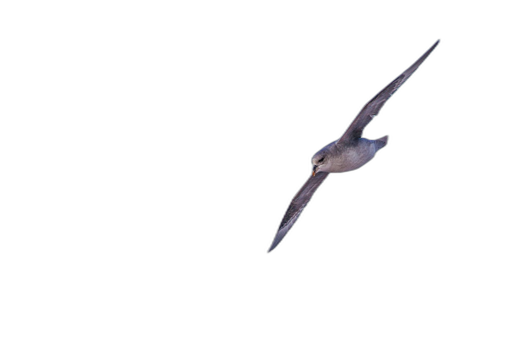 a bird in flight, seen from the front with its wings spread against black background, the Great!”, flying fast and high, it is a small light gray petrel, flying at night, lit by moonlight, highly detailed, national geographic photography  Transparent Background